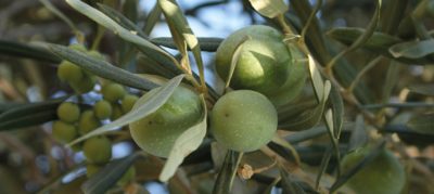 oliven 1